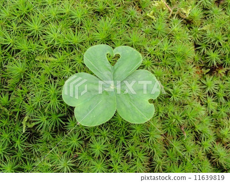 cryptotaenia, hearts, clover