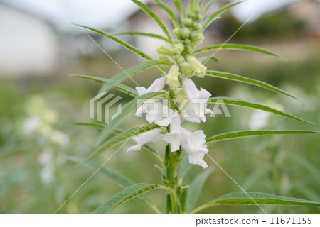 白色鲜花 芝麻花 食用