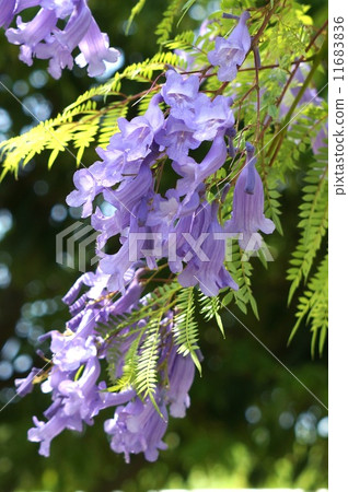 图库照片 蓝花楹