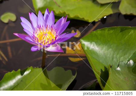 首页 照片 植物_花 花 莲花 blue lotus.