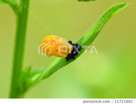 图库照片: 变形为蛹的瓢虫幼虫