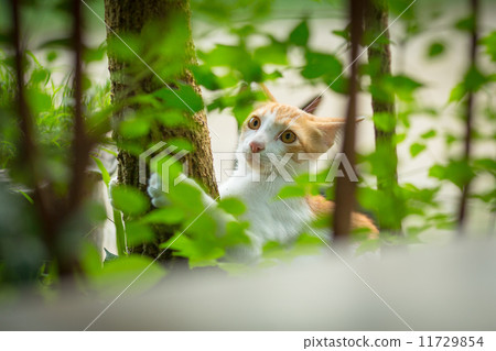 图库照片: 爬上一棵猫的树