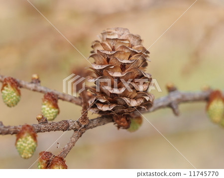 japanese larch pinecone several stock photo