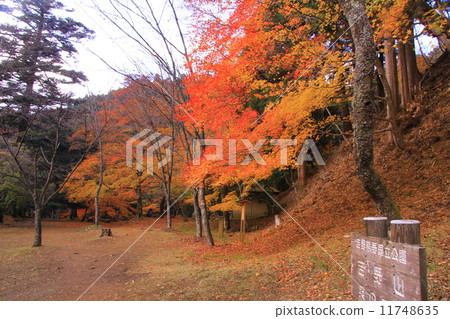 The leaves fall from the trees.怎么读