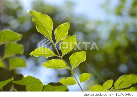 fraxinus griffithii, lobe, leaves