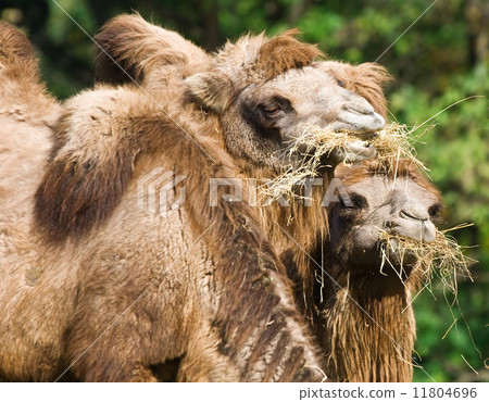 bactrian camel