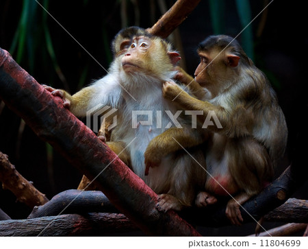 rhesus macaque monkey