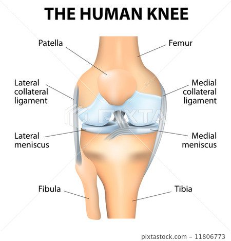 Left Knee Anatomy