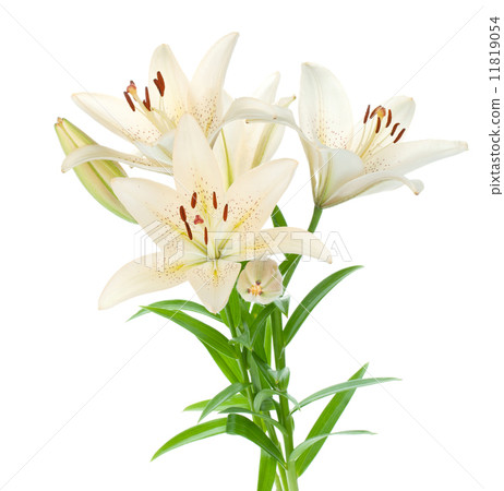 图库照片: white lily bouquet