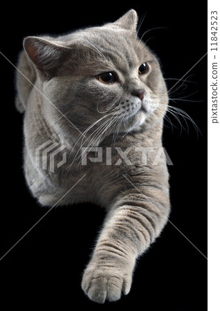 图库照片: british shorthair cat cutout
