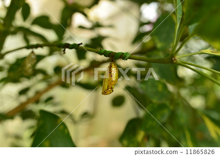 图库照片: 蛹 蝶蛹 虫茧