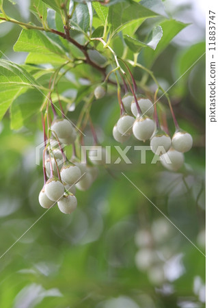 is "egonoku fruit"[11883747], includes tags of japanese snowbell