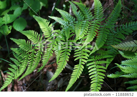 stock photo: fern