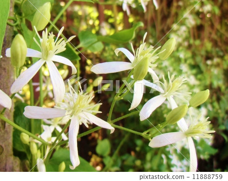 白色鲜花 东北铁线莲