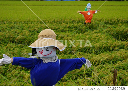 stock photo: scarecrow, figurehead, paddy field