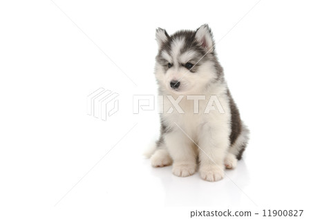 cute little husky puppy isolated on white
