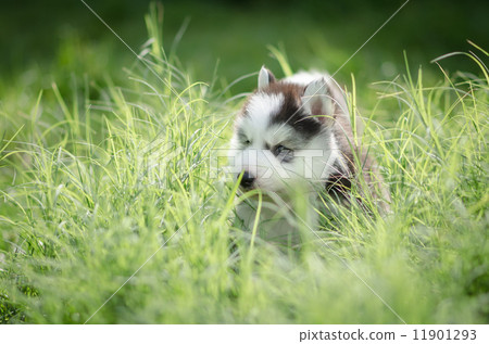 puppy siberian husky on grass