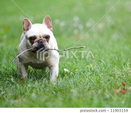 图库照片: dog playing with stick