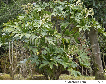 八角金盘属 五茄科 首页 照片 植物_花 观叶植物 日本八角金盘 八角金