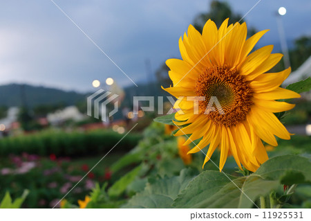 图库照片: sunflower blooming in the night