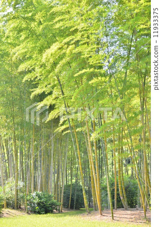 stock photo: bamboo grove