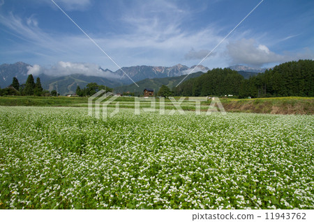 照片素材(图片 荞麦田 荞麦花 在山脚下