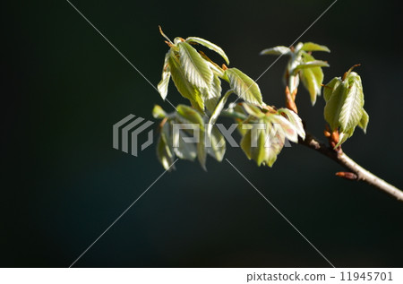 stock photo: quercus sprout 1