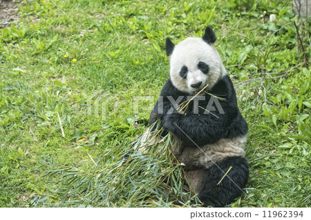 图库照片 giant panda while eating bamboo