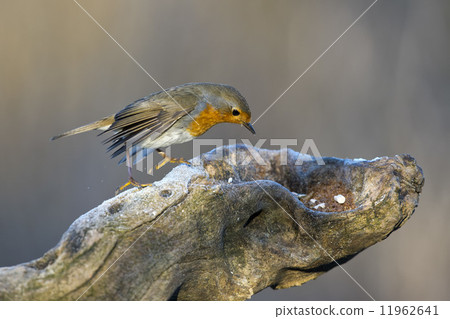 图库照片: robin bird red breast