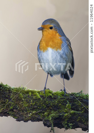 robin bird red breast