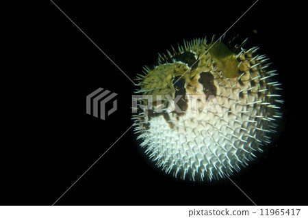 图库照片: a inflated porcupine fish in the black background in
