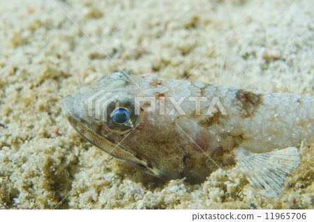 图库照片: a lizard fish on sand in cebu philippines