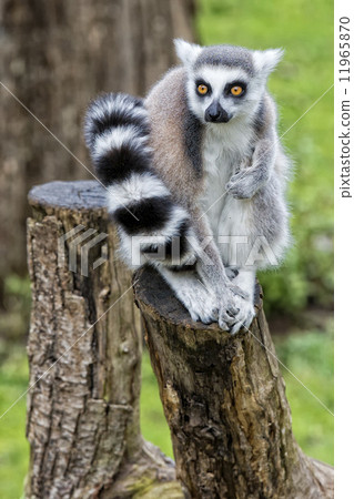 图库照片: lemur monkey