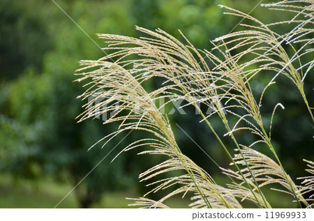 芒草