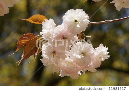 double-flowered cherry tree, cherry blossom, multiple