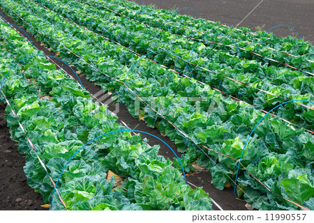 stock photo: cabbage, cabbages, oleracea