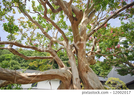 photo : lagerstroemia indica, crape myrtle, botanical