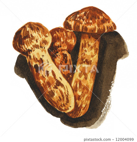 stock illustration: matsutake mushroom, mushroom, mushrooms