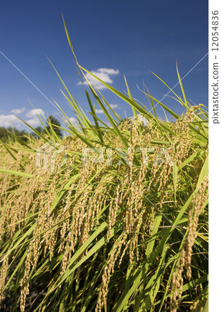 paddy, ear of rice, rice plant