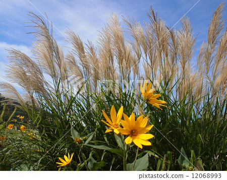 silver grass, zebra grass, coreopsis lanceolata