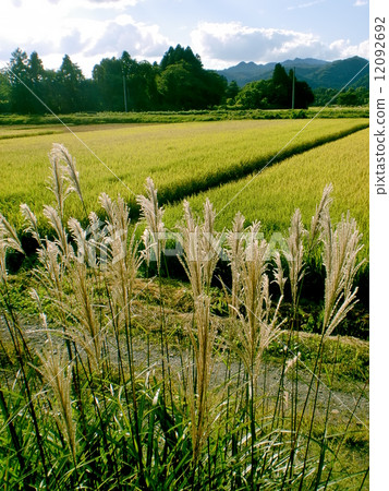 stock photo: silver grass, zebra grass, paddy field
