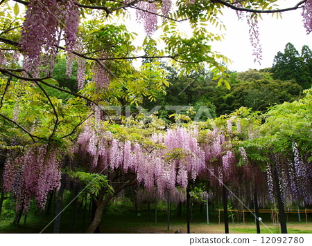 照片素材(图片 紫藤 紫藤花 日本紫藤