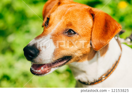 dog jack russel terrier 12153825