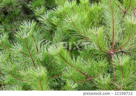 pineneedles,pinecone leaf, pine needles, lobe