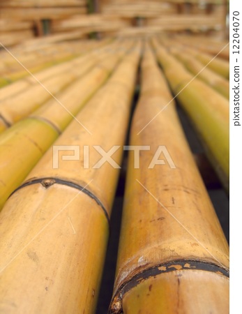 图库照片: long bamboo poles