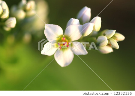 buckwheat flower noodles buckwheat