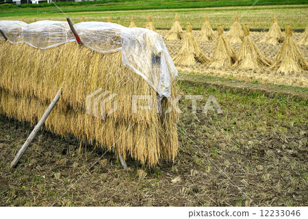 standing straw, rice field, rural landscape