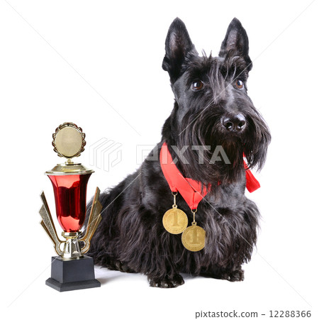 图库照片: black scotch terrier