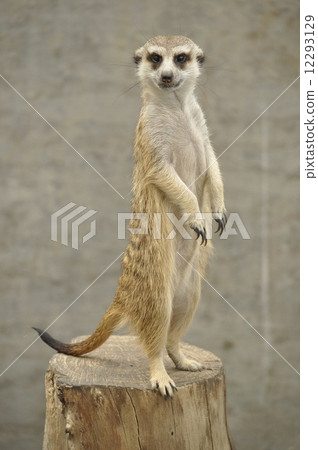 stock photo: meerkat, one small animal, mammal