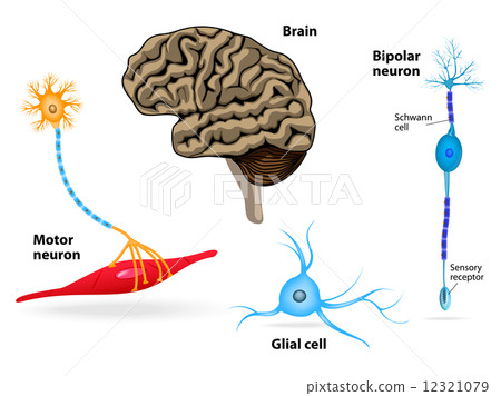 图库插图: nervous system. human anatomy